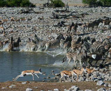 zebra's en impala bij waterpoel tijdens Southern Circle tour via Scenic Travel - Zoetermeer