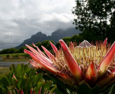 protea bloemen in Zuid Afrika tijdens Cape to Windhoek route via Scenic Travel - Zoetermeer